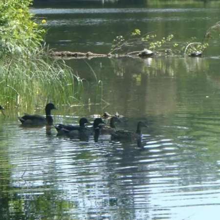 Tranquil Forestside Couvin